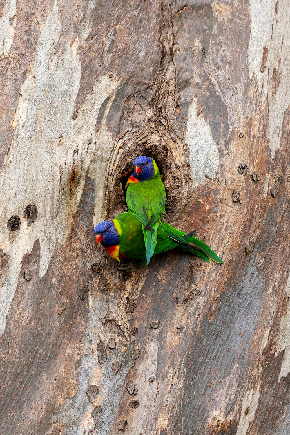 a couple of birds that are sitting on a tree