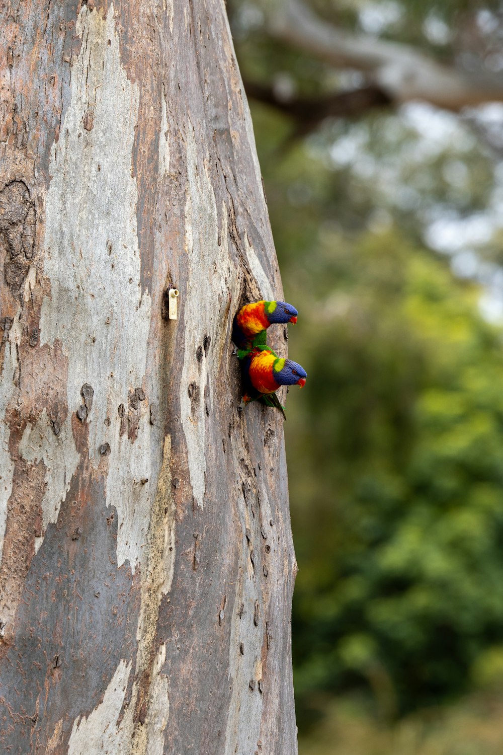 a couple of birds that are on the side of a tree