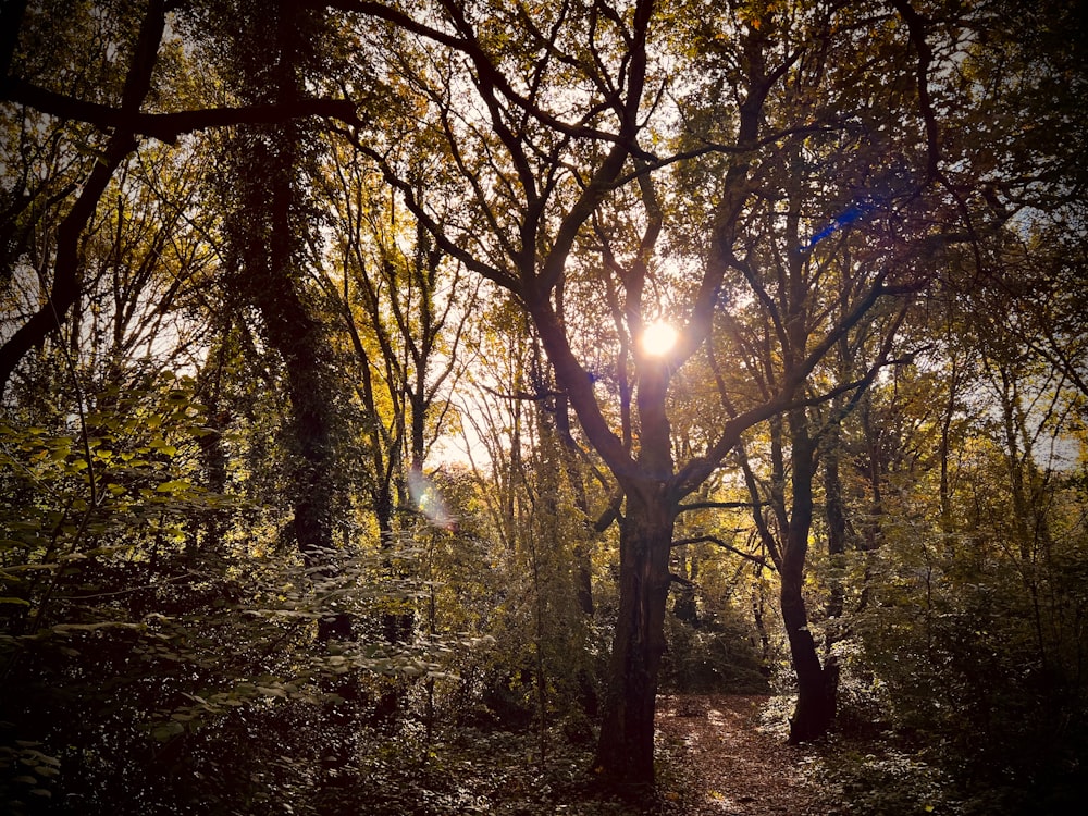 the sun is shining through the trees in the forest