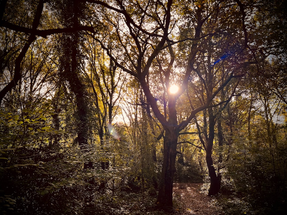 태양은 숲의 나무 사이로 빛나고 있습니다