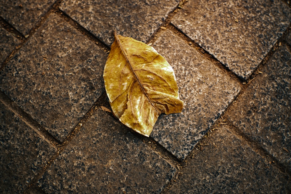 a leaf is laying on a brick sidewalk