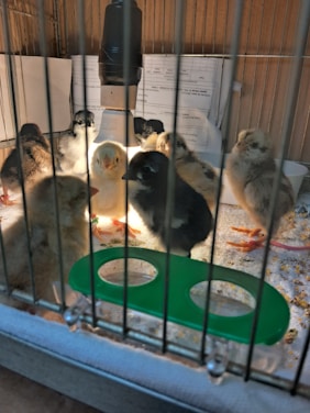 Several baby chicks of varying colors are inside a cage. There are papers and a heat lamp in the background. A green feeding tray is placed at the foreground.