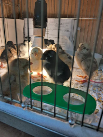 A bright, clean poultry hatchery room with rows of incubators and healthy chicks.