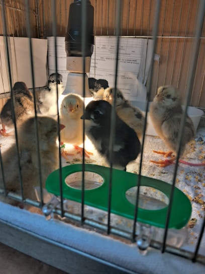 Several baby chicks of varying colors are inside a cage. There are papers and a heat lamp in the background. A green feeding tray is placed at the foreground.