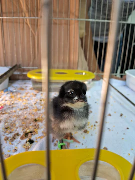Technician monitoring chick growth with digital scales in the hatchery.