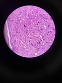 Microscope view showing detailed cellular structures from a pet's sample.