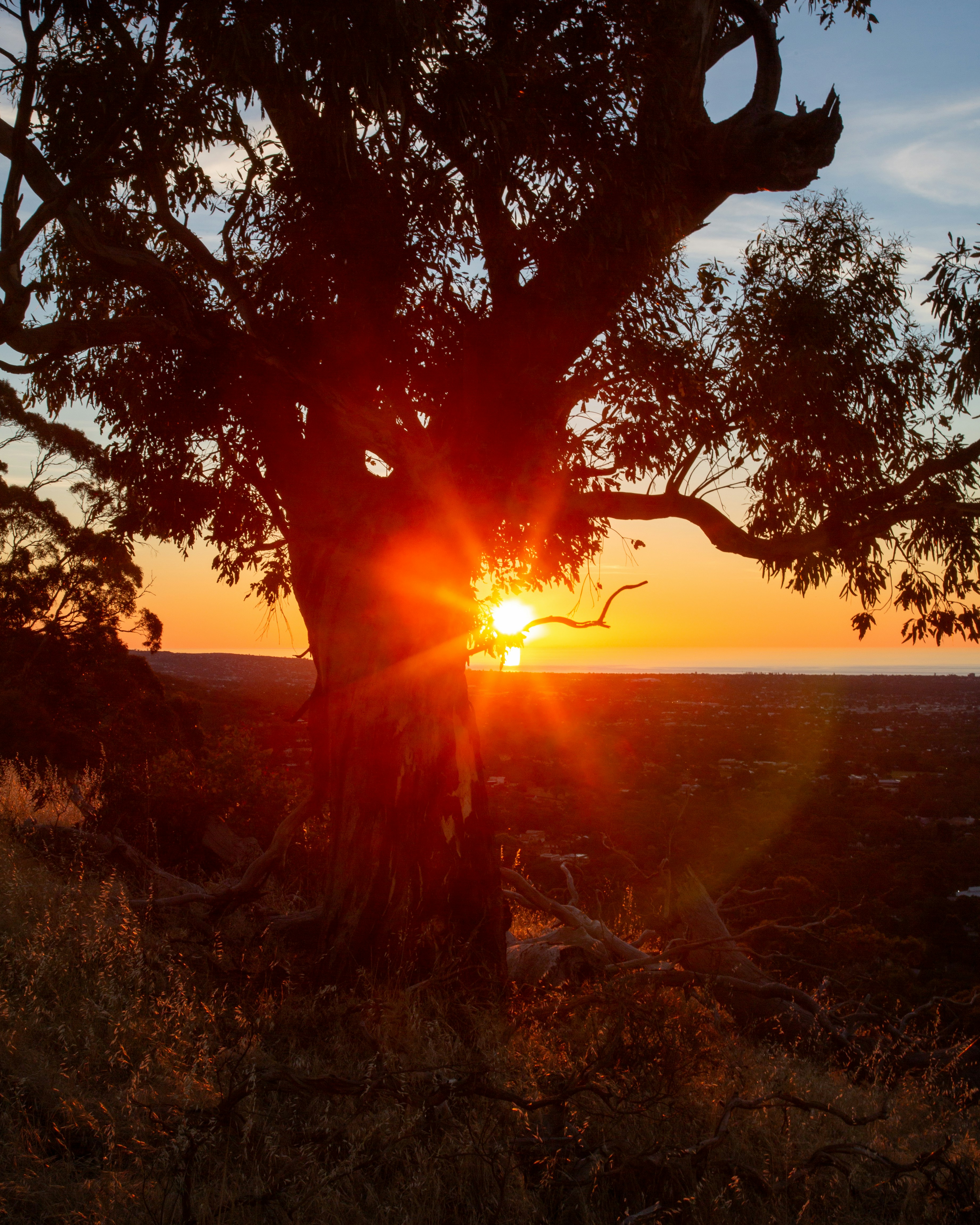 A tree with the sun setting in the background photo – Free Waite ...