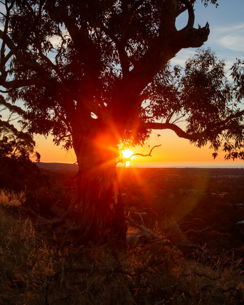 a tree with the sun setting in the background