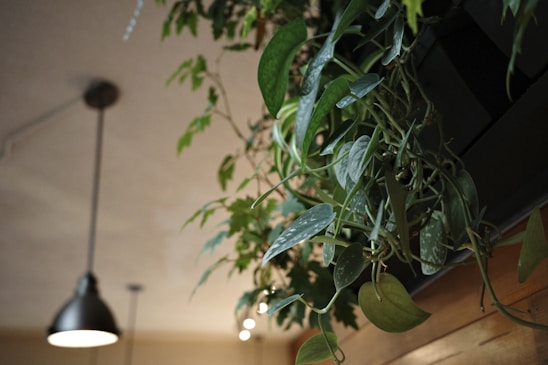 A cluster of green indoor plants with heart-shaped leaves is positioned in the foreground, adding a touch of nature and freshness. Behind them, a ceiling light fixture is visible, contributing a cozy and ambient atmosphere to what seems to be an indoor setting with soft lighting.