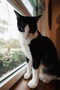 Tuxedo Cat