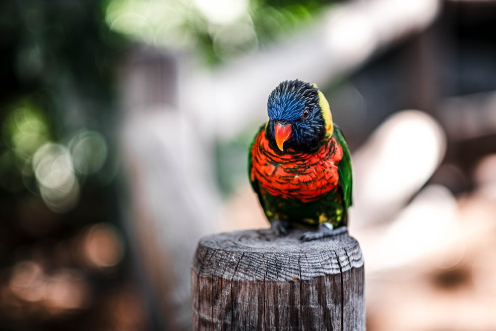 a colorful bird sitting on top of a wooden post