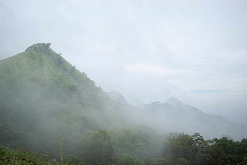 a foggy mountain with trees and bushes in the foreground