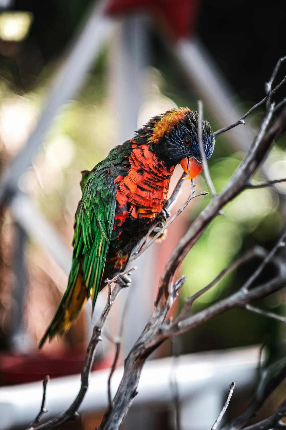 a colorful bird perched on top of a tree branch