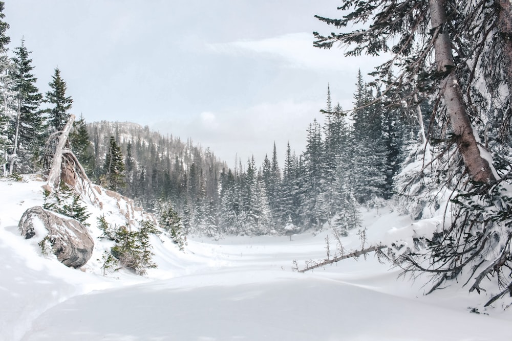 uma paisagem nevada com árvores e uma montanha ao fundo
