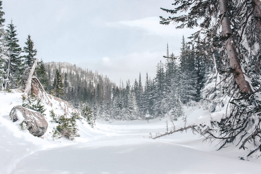 a snowy landscape with trees and a mountain in the background