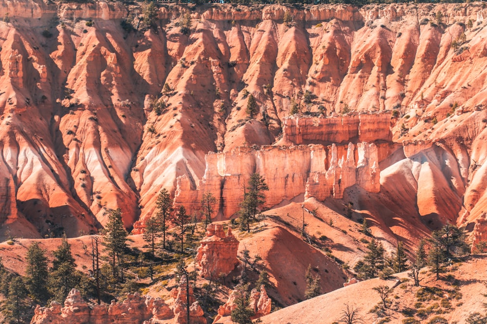 a group of trees in the middle of a canyon