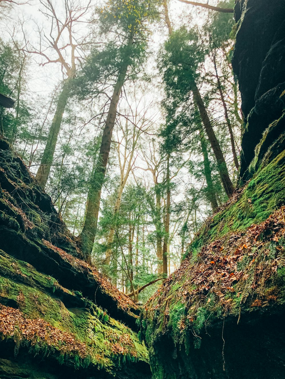 a river running through a lush green forest