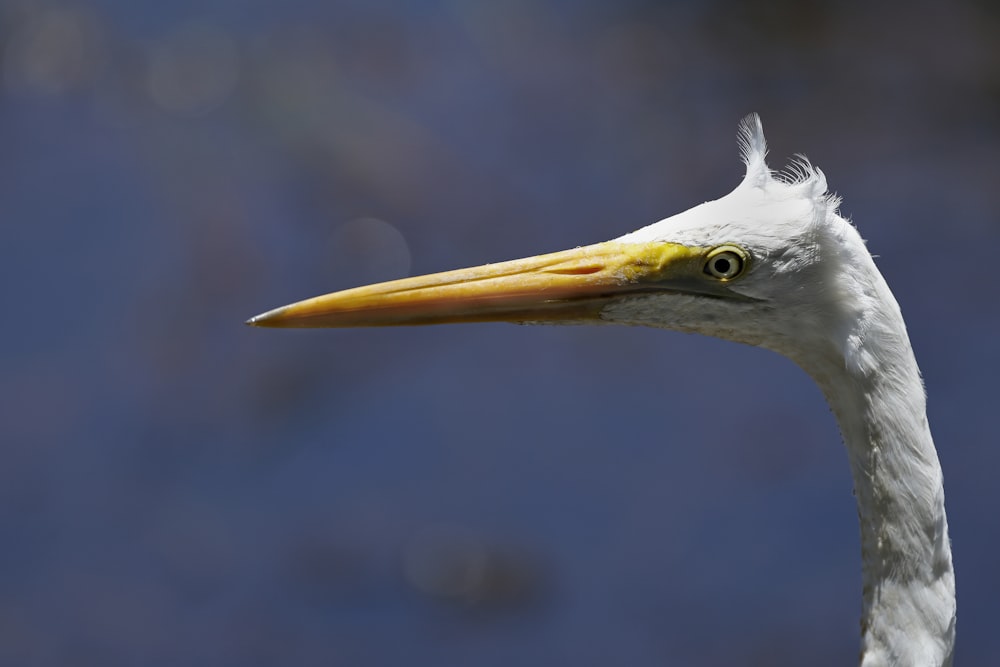 a close up of a white bird with a yellow beak