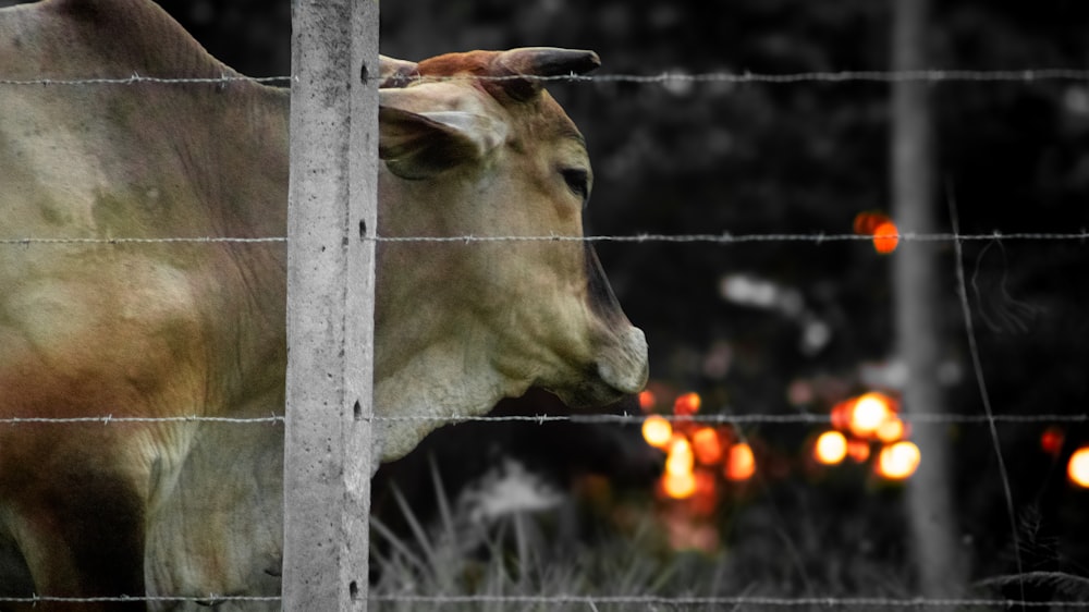 una mucca marrone in piedi accanto a una recinzione metallica