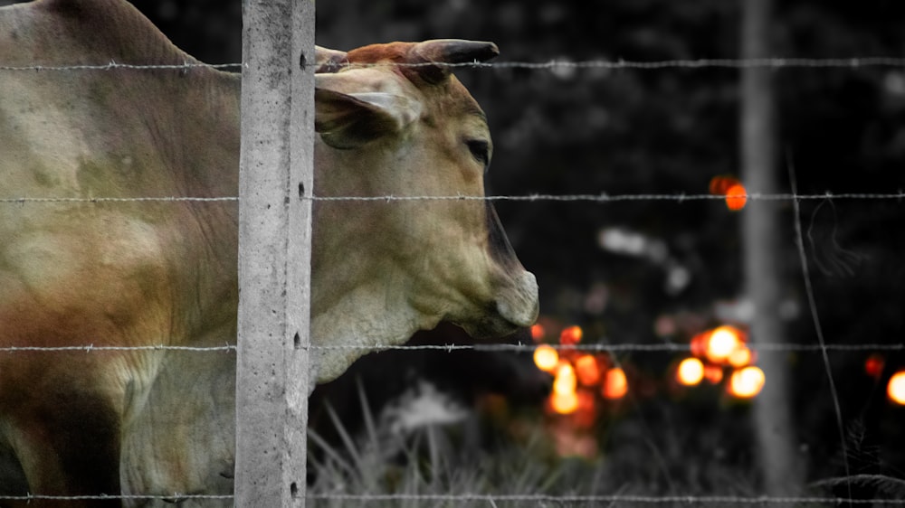 a brown cow standing next to a wire fence