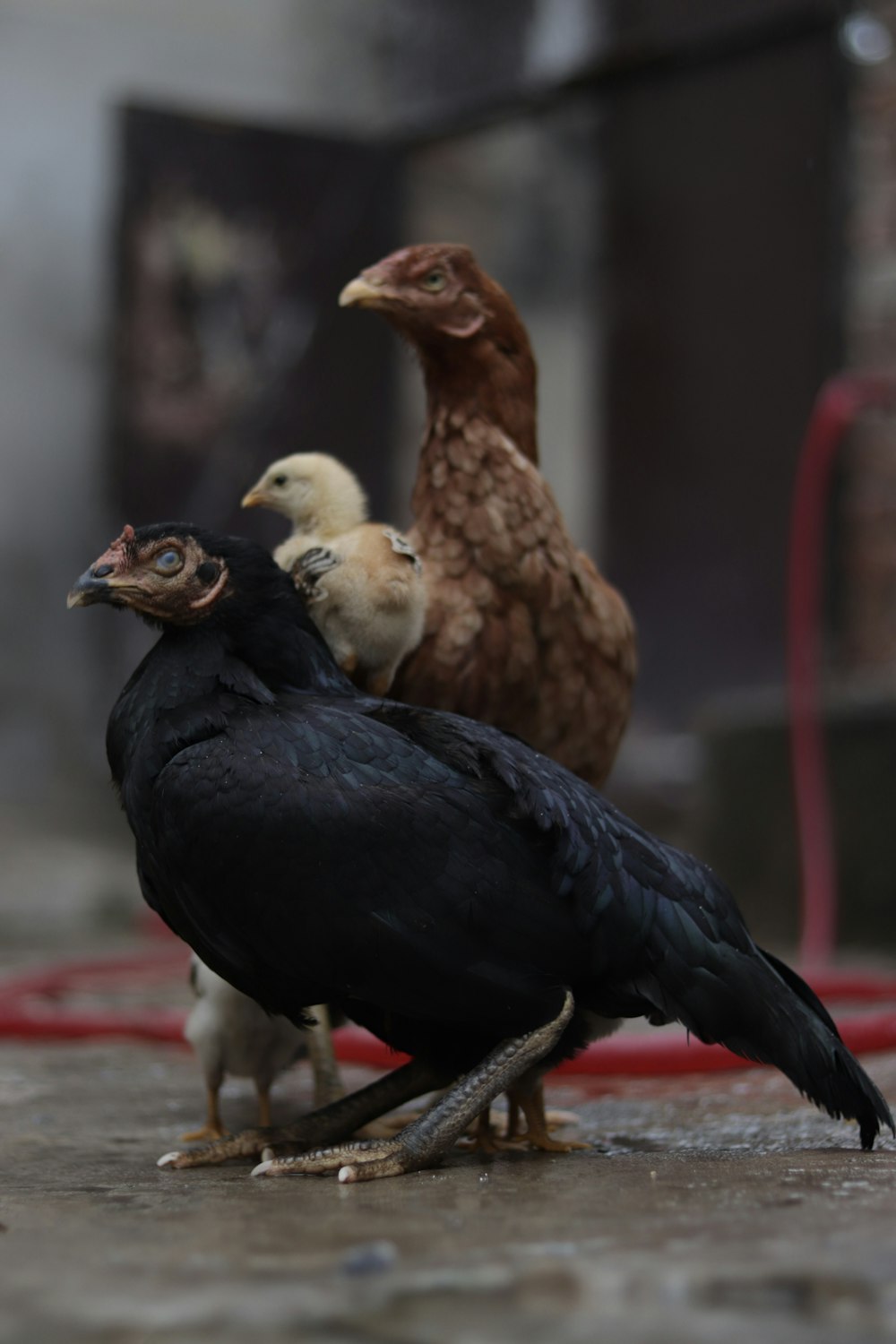 a group of birds standing on top of a cement ground