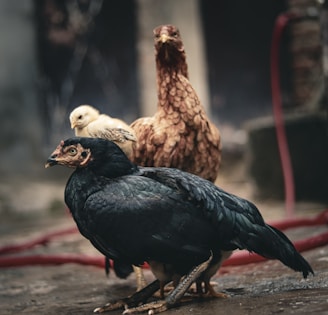 A group of chickens includes a prominent black chicken in the foreground, a brown chicken in the background, and a yellow chick perched on the black chicken's back. The setting appears to be a muddy outdoor environment.