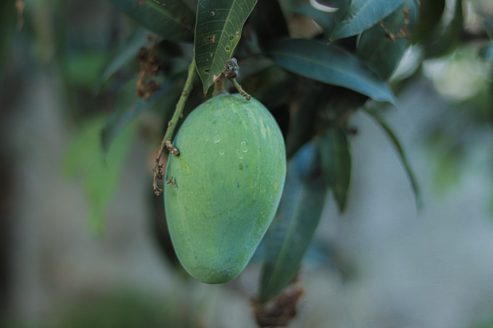 un fruit vert suspendu à une branche d’arbre