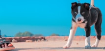 A black and white puppy with bright blue eyes stands on a sandy surface. One of its ears is pointing upwards, while the other is slightly folded. A human foot wearing a sandal is visible on the left side, indicating that the puppy is on a leash. The background features a clear blue sky with distant, blurred greenery.