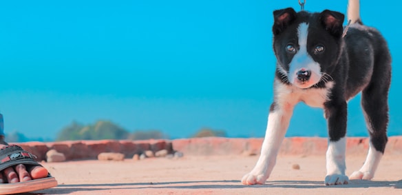 A black and white puppy with bright blue eyes stands on a sandy surface. One of its ears is pointing upwards, while the other is slightly folded. A human foot wearing a sandal is visible on the left side, indicating that the puppy is on a leash. The background features a clear blue sky with distant, blurred greenery.