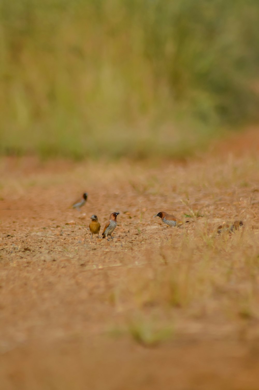 a group of small birds standing on a dirt road