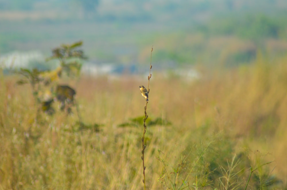 um pequeno pássaro sentado em cima de uma planta em um campo