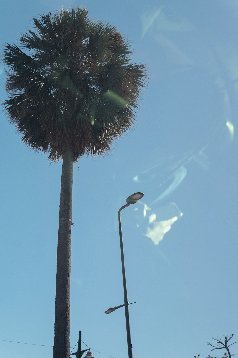 a tall palm tree sitting next to a street light
