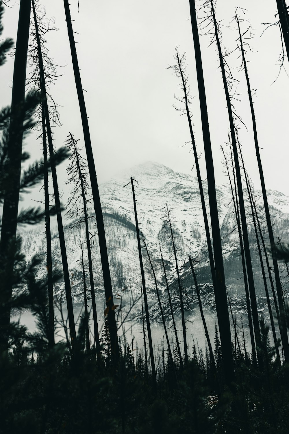 Blick auf einen verschneiten Berg durch einige Bäume hindurch