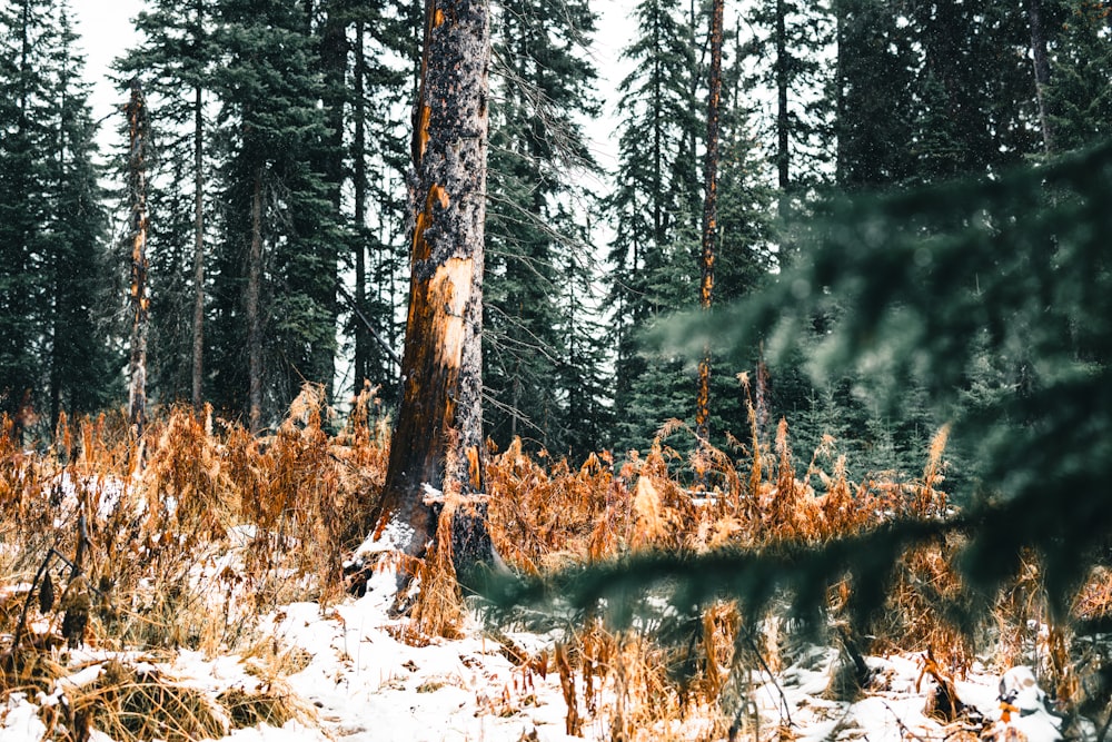 Una foresta piena di molti alberi ad alto fusto