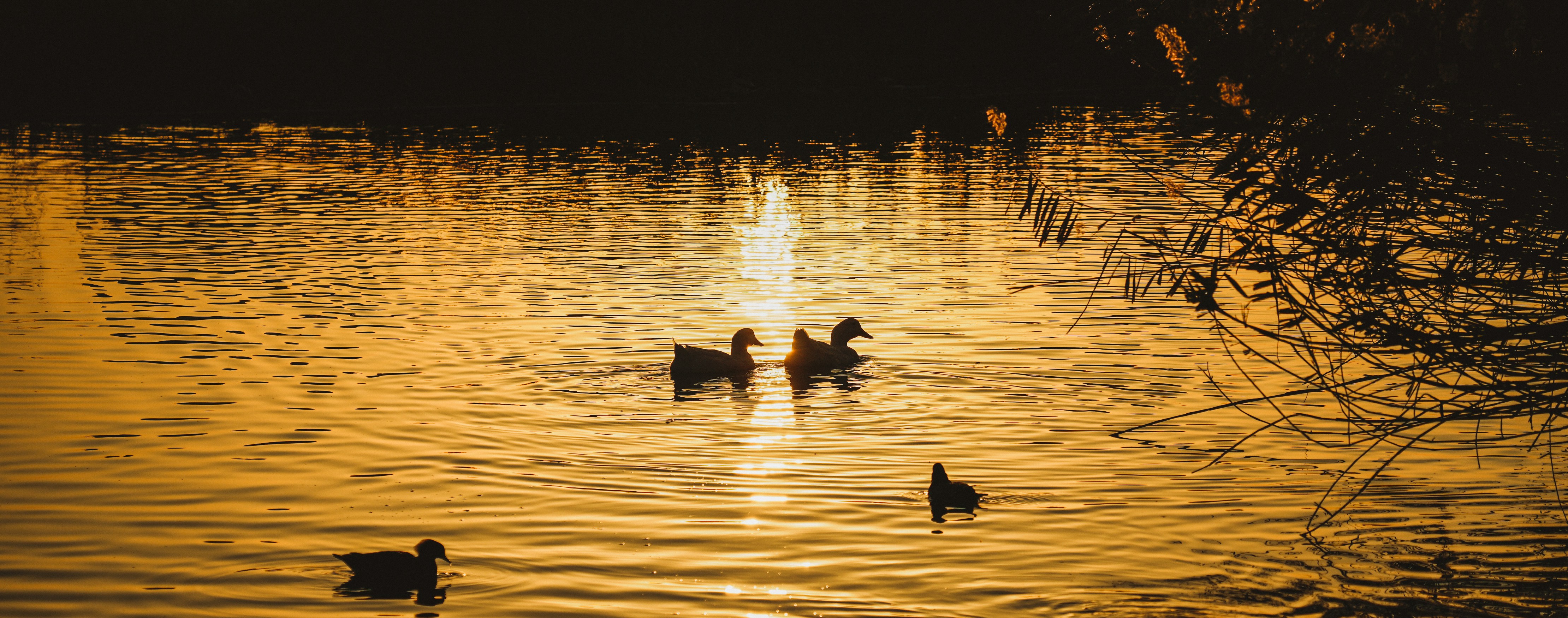 a couple of ducks floating on top of a lake