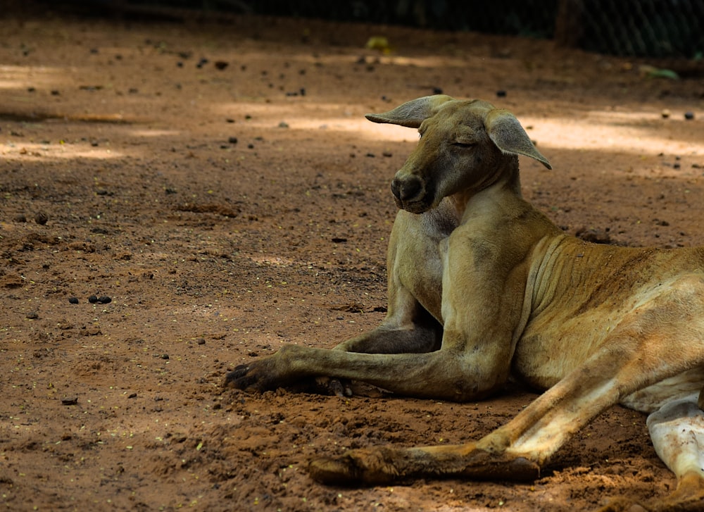 a large brown animal laying on top of a dirt field