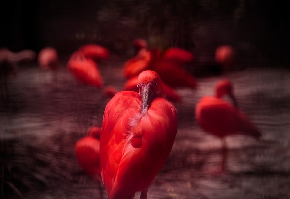 a group of flamingos standing around in the water