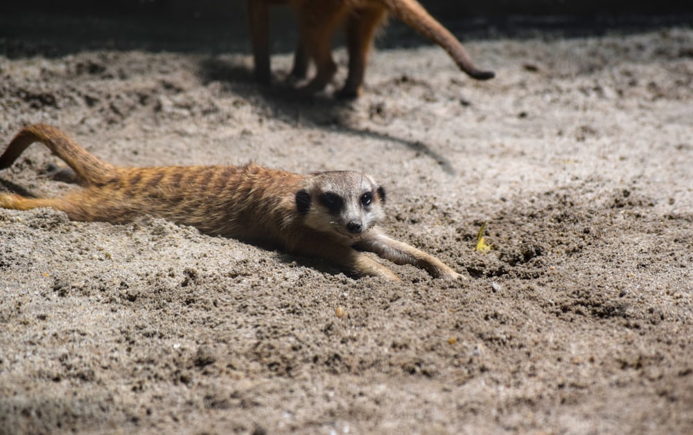 a couple of animals that are standing in the dirt