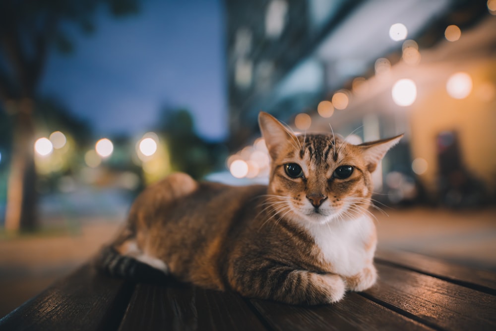 a cat is sitting on a wooden bench