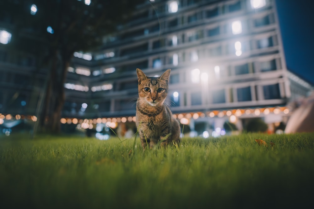 a cat sitting in the grass in front of a building