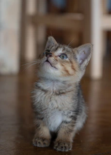A curious kitten wearing a tiny dress with floral patterns looking up with bright eyes