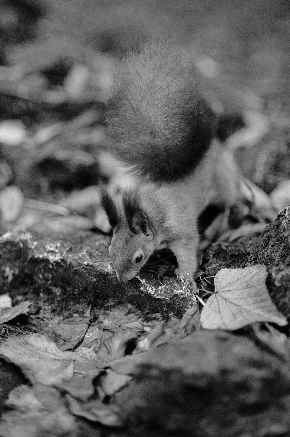 a small animal is standing on some leaves