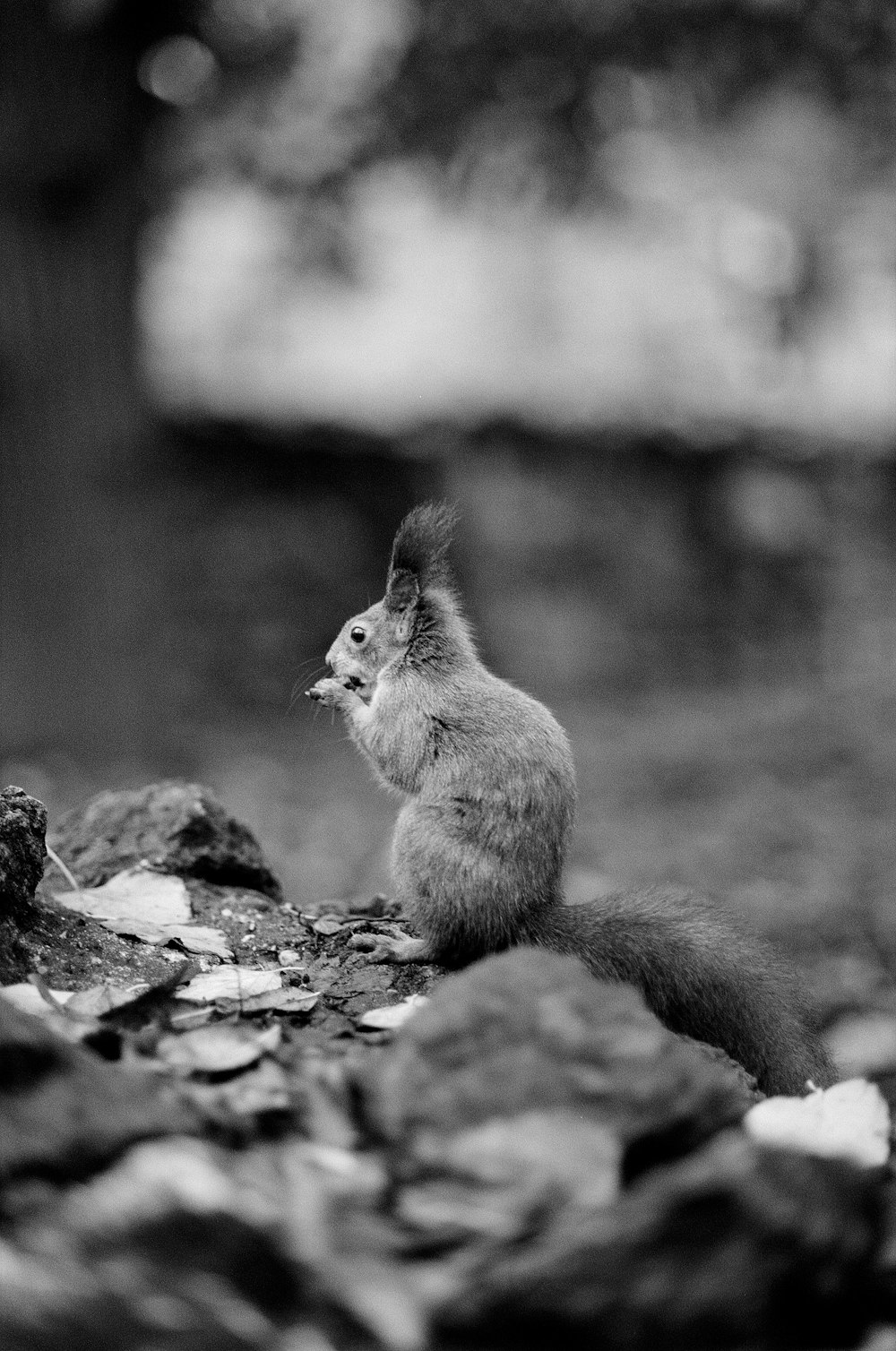 um esquilo está sentado em uma rocha