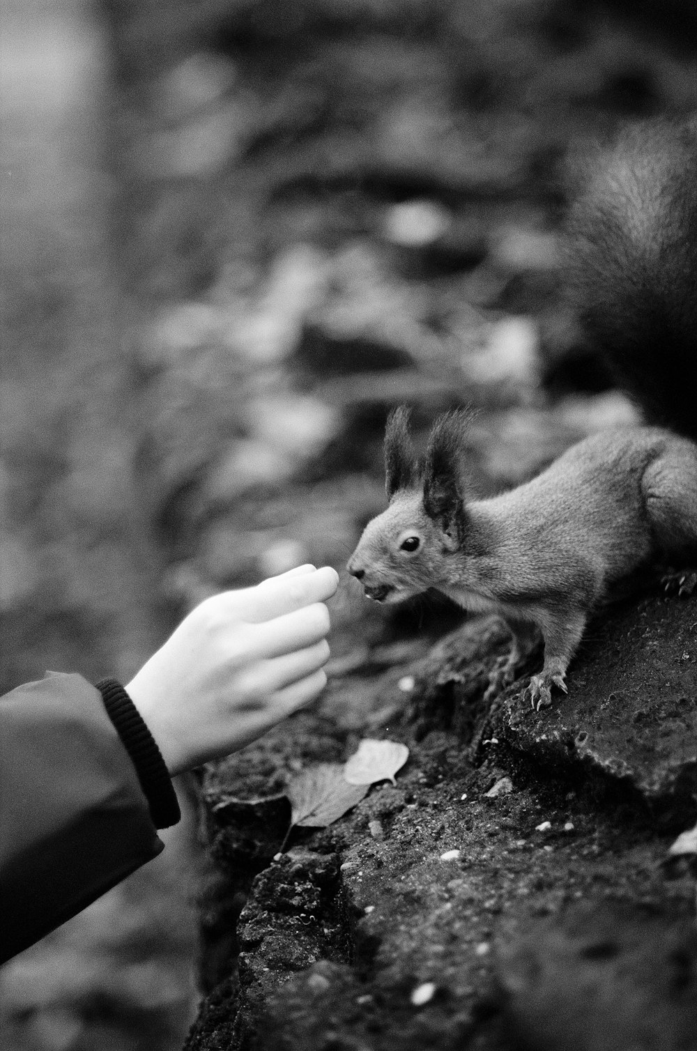 um pequeno esquilo sendo alimentado por uma pessoa