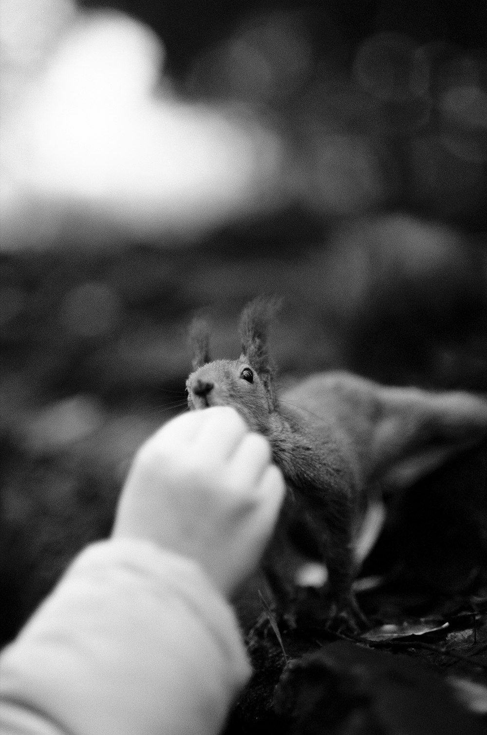 a baby reaching for a squirrel toy in a forest
