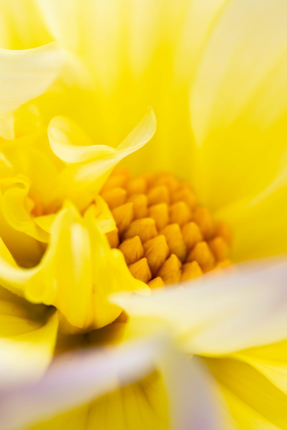 a close up of a yellow and white flower