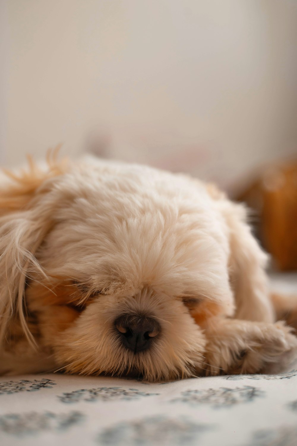 a small white dog laying on top of a bed