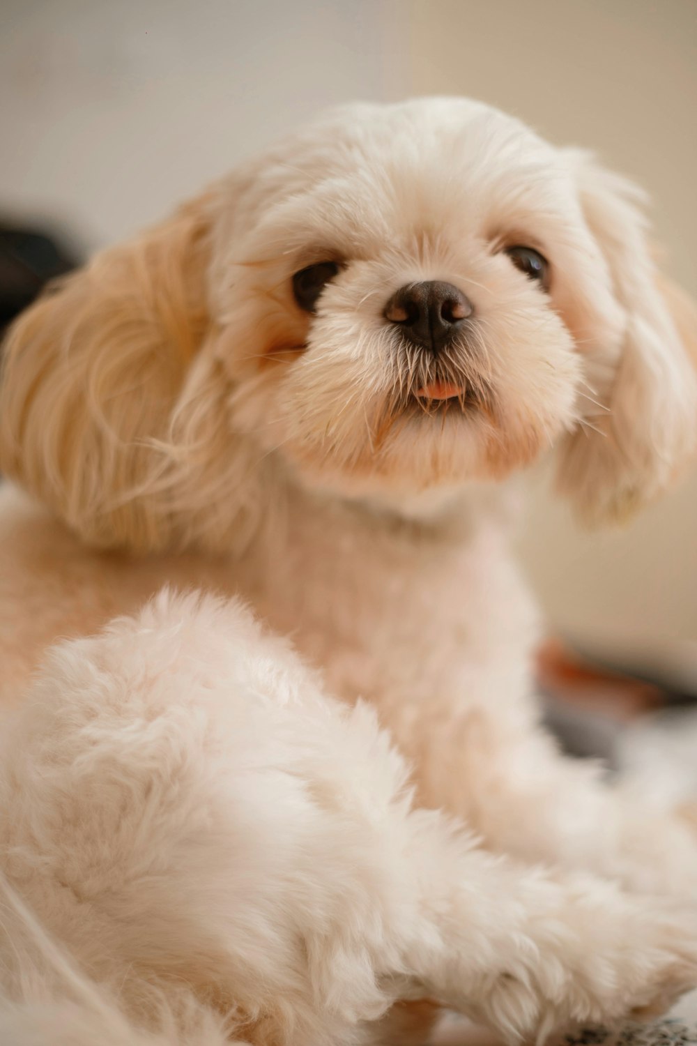 a small white dog sitting on top of a bed