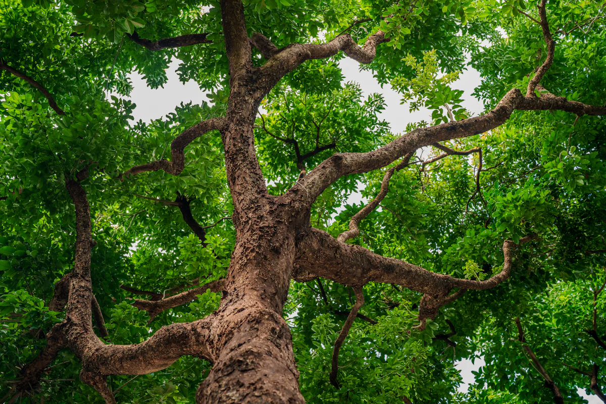 Looking up through the lush green canopy of a large tree with sunlight filtering through the branches.