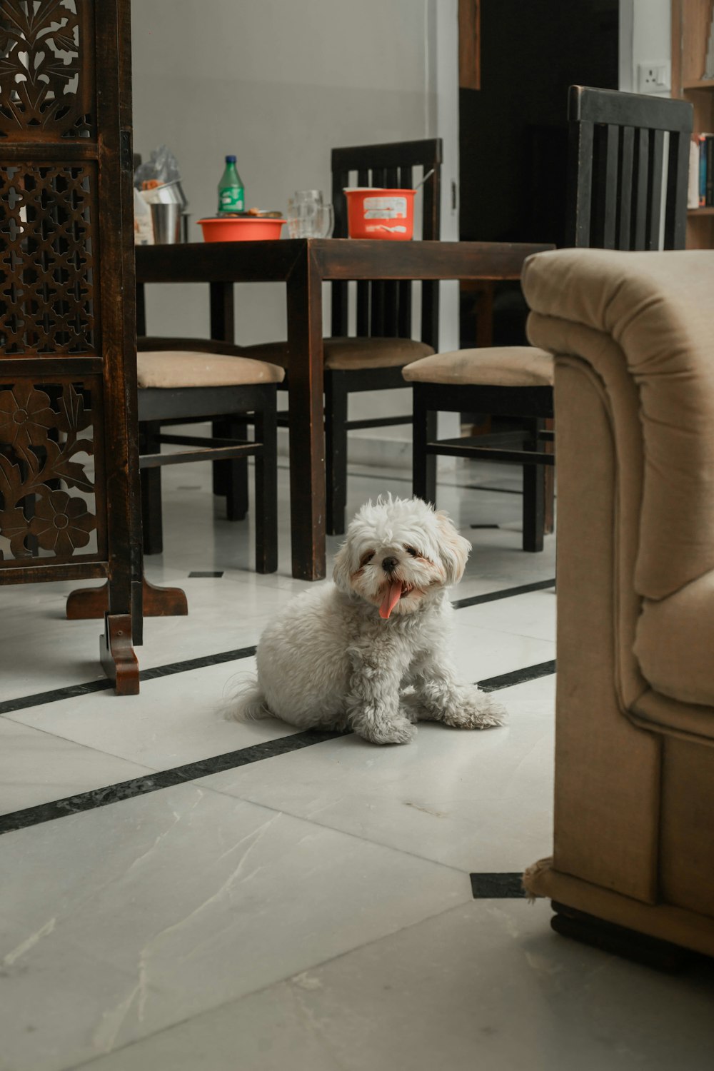 a small white dog sitting on a tile floor